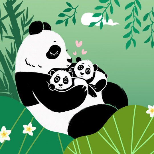 La naissance des bébés pandas